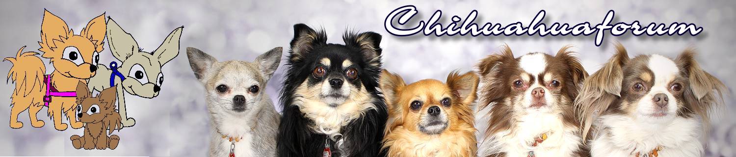 Chihuahua-Forum mit Chat